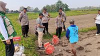 ed134f42-bedc-40ae-b6e9-caf287f44389 Polres Blitar saat menanam jagung